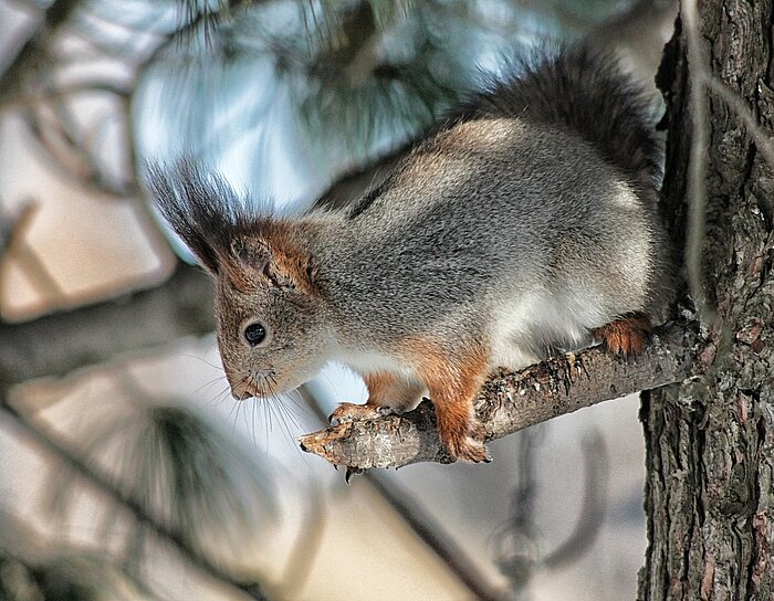 Finnisches Eichhörnchen