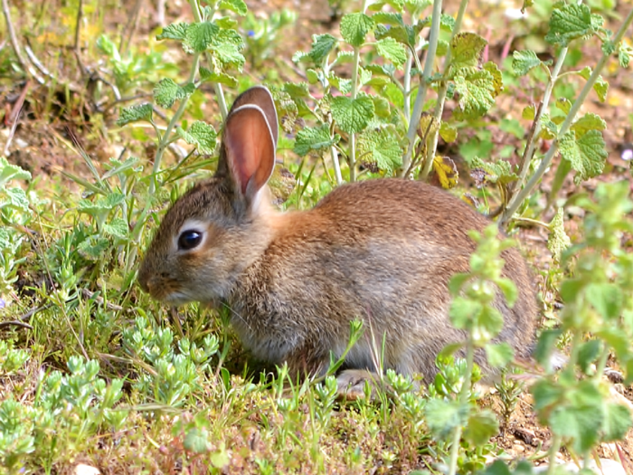 Kaninchen in Portugal