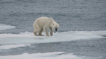 Klimawandel Eisbären