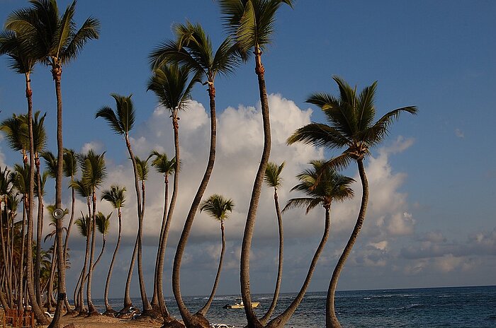 Palmen in der Dominikansichen Republik