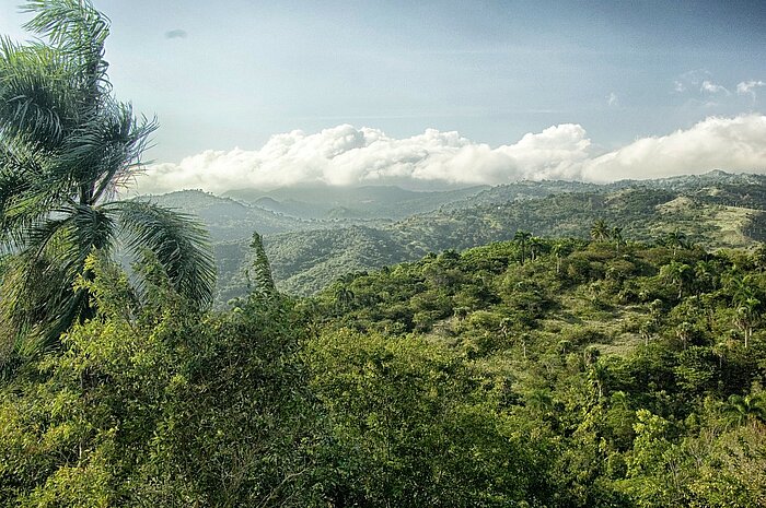 Grüne Landschaft der Dominikanischen Republik
