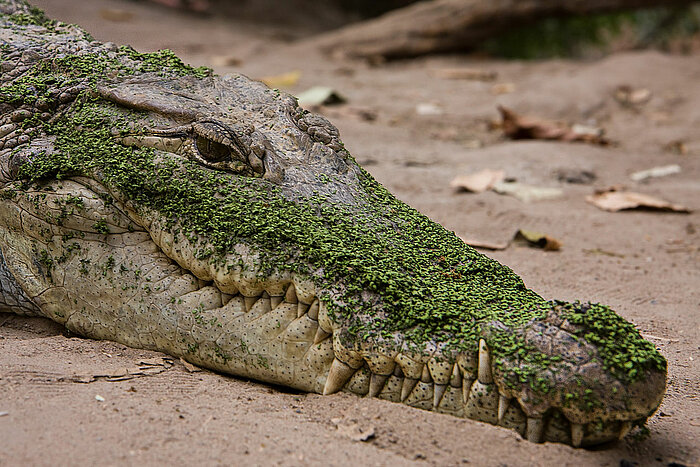 Krokodil in Kachikally in Gambia