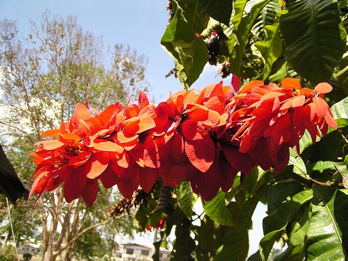Poinsettien-Wolfsmilch, Chaconia