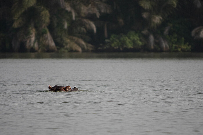Flusspferd schwimmt im Fluss Gambia