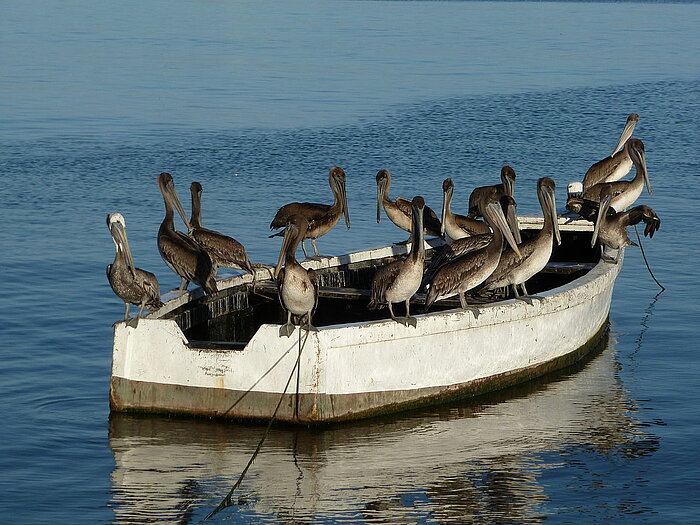 Pelikane auf Trinidad
