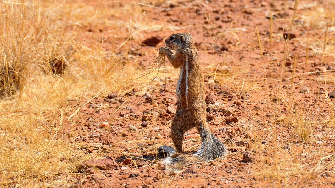 Kinderweltreise ǀ Namibia - Tiere